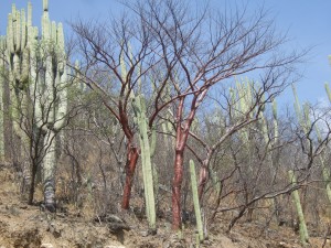 Crazy red shiney trees and stovepipe cactus east of Oaxaca